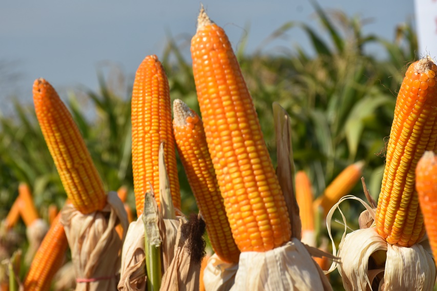 Produk Domestik Regional Bruto